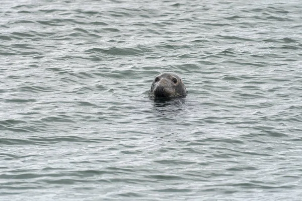 Robbe im Hafen von Howth. — Stockfoto