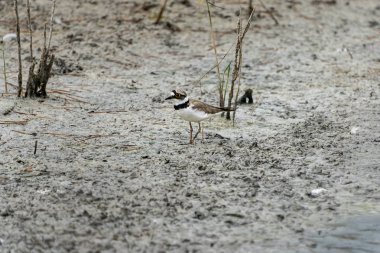 Valencia 'nın Albufera' sında küçük bir yağmurluk..
