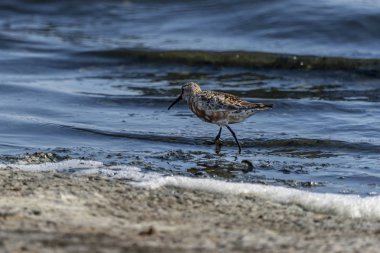 Valencia Albufera 'da Curlew Sandpiper (calidris ferruginea).