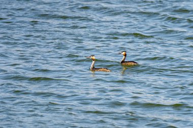 Valencia Albufera 'da bir çift büyük ibikli grebe (podiseps cristatus)..