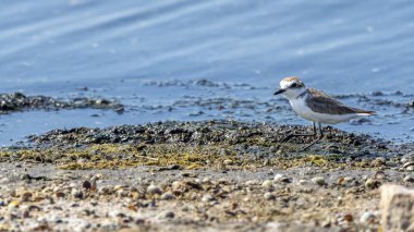 Valencia Albufera 'da Kentish plovers (charadrius alexandrinus).