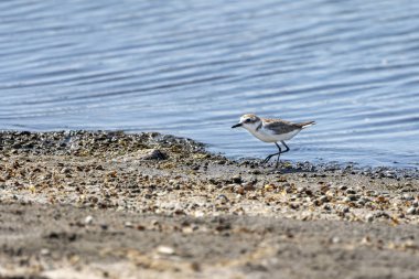 Valencia Albufera 'da Kentish plovers (charadrius alexandrinus).