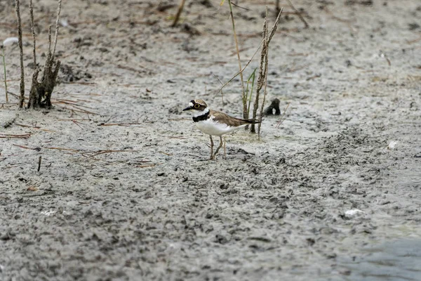 Pequena roça em Albufera de Valência . — Fotografia de Stock