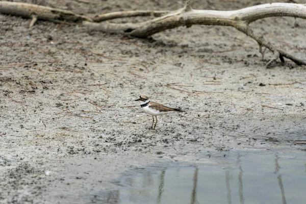 Petit pluvier annelé à Albufera de Valence . — Photo