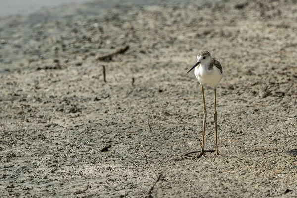 Fokken van zwartvleugelstelten (himantopus himantopus) in "Raco de l 'Olla", Albufera van het natuurpark Valencia. — Stockfoto