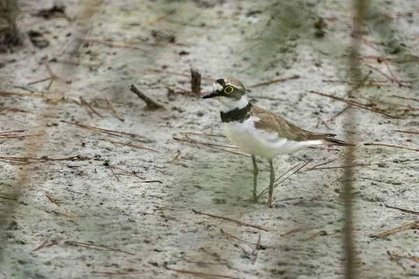 Little ringed plover in Albufera of Valencia. — 스톡 사진