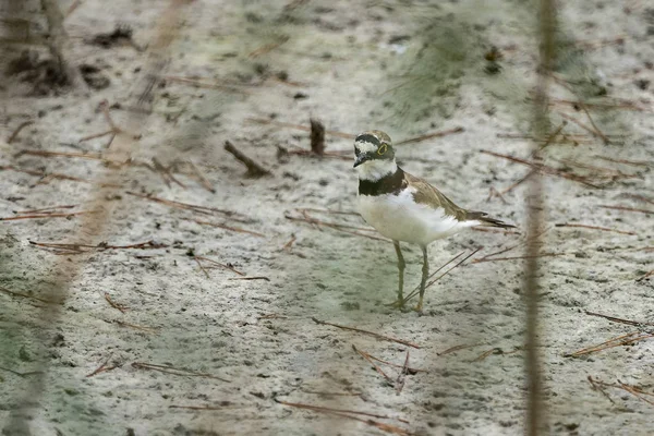 Little ringed plover in Albufera of Valencia. — 스톡 사진