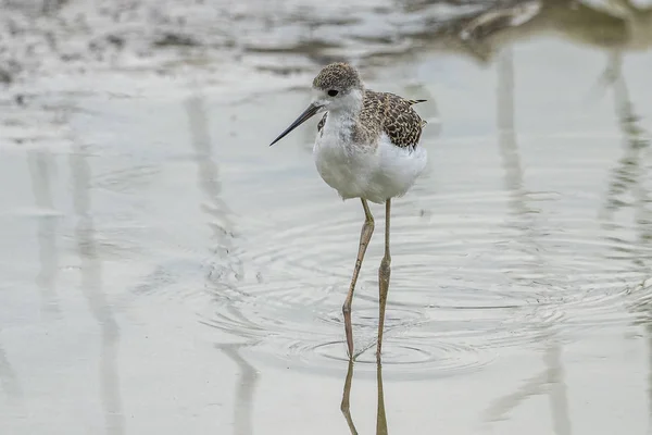 Criação de palafitas-de-asa-preta (himantopus himantopus) em "Raco de l anabol Olla", Albufera do parque natural de Valência . — Fotografia de Stock