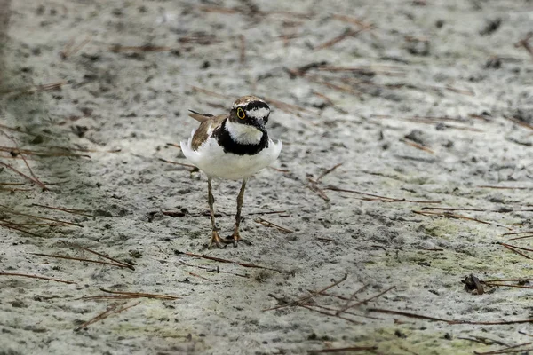 Little ringed plover in Albufera of Valencia. — 스톡 사진