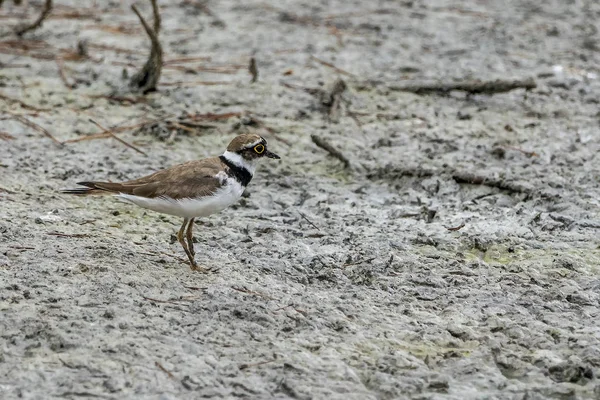 Pequena roça em Albufera de Valência . — Fotografia de Stock