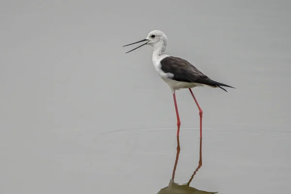 Black-winged stilt (himantopus himantopus) in "Raco de l��Olla", Albufera of Valencia natural park. — Stock Photo, Image