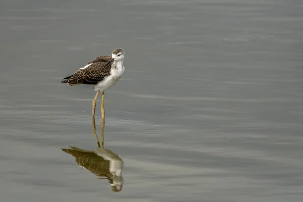 Criação de palafitas-de-asa-preta (himantopus himantopus) em "Raco de l anabol Olla", Albufera do parque natural de Valência . — Fotografia de Stock