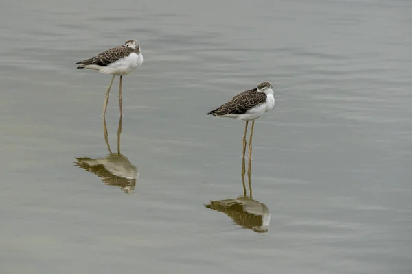 Paar broedsels van zwarte gevleugelde steltlopers (himantopus himantopus) in "Raco de l 'Olla", Albufera van het natuurpark Valencia. — Stockfoto