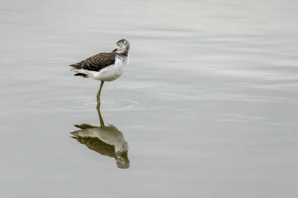 Fokken van zwartvleugelstelten (himantopus himantopus) in "Raco de l 'Olla", Albufera van het natuurpark Valencia. — Stockfoto