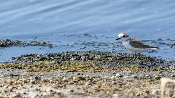 Plovers Kentish (charadrius alexandrinus) en Albufera de Valencia . — Foto de Stock