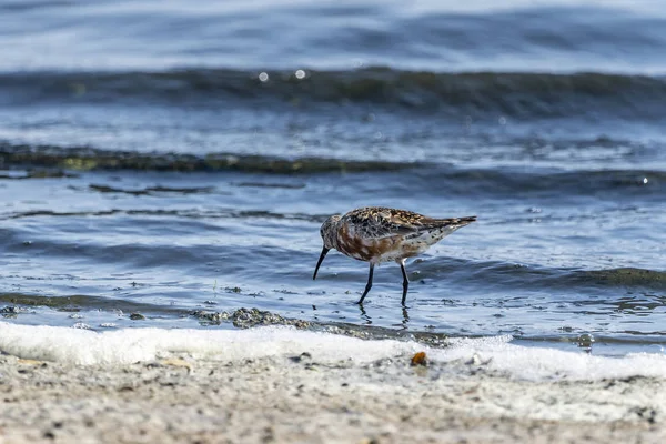 Bécasseau courlis (calidris ferruginea) à Albufera de Valence . — Photo