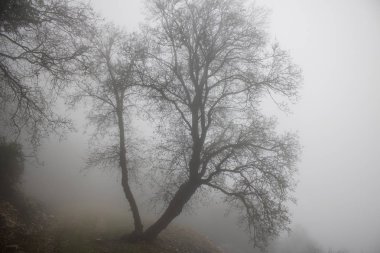 Yapraksız ağaç sisli bir kış gününde.