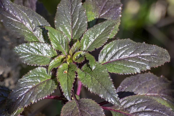 Bramble verde da planta na meia manhã . — Fotografia de Stock