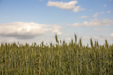 Green wheat on a sunny day with white clouds.