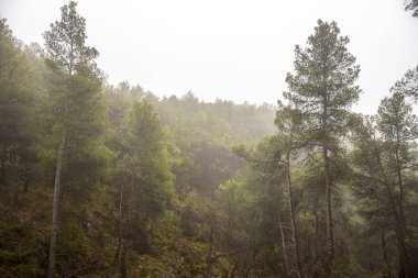 Bir sürü sisli çam ormanı.