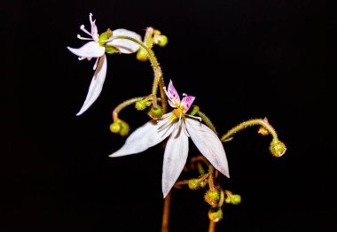 Siyah arka planda iki pembe çiçek ve sarı ışık.