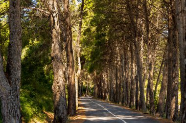 Kenarlarında çam ağaçları olan Guadalest bataklık yolu..