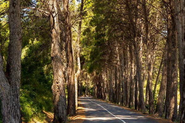 Guadalest Moerasweg Met Pijnbomen Aan Randen — Stockfoto