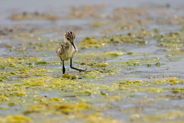 Poule Alose Ailes Noires Himantopus Himantopus Dans Estany Del Pujol — Photo