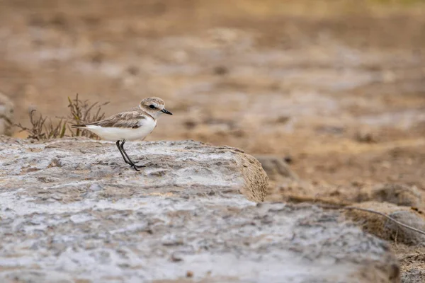 Petit Pluvier Annelé Charadrius Dubis Dans Parc Naturel Estany Del — Photo