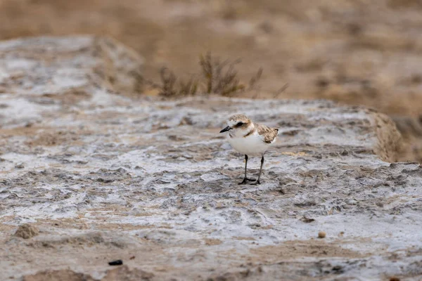 Regenpfeifer Charadrius Dubis Estany Del Pujol Albufera Des Naturparks Valencia — Stockfoto