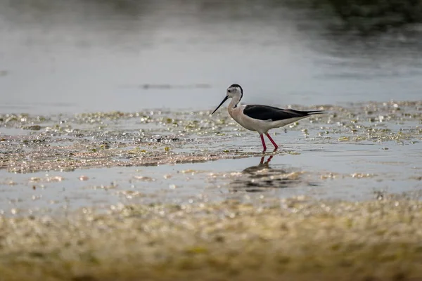 Gafanhotos Asa Preta Himantopus Himantopus Estany Del Pujol Albufera Parque — Fotografia de Stock