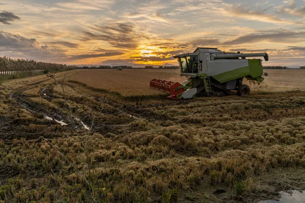 Colheita Arroz Albufera Valência Pôr Sol Valência Espanha — Fotografia de Stock