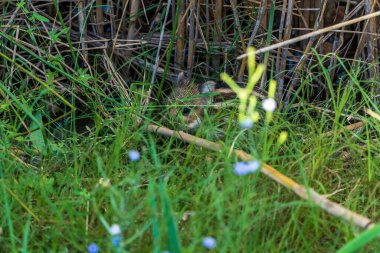 Albufera de Gaianes Gölü, Gaianes, Alicante, İspanya 'daki çalılıklarda gizlenmiş genç yaban domuzu..