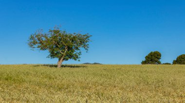 Güneşli bir günde ağaçlı buğday tarlası Mavi gökyüzü ve Alcoy, Alicante, İspanya 'da beyaz bulutlar.