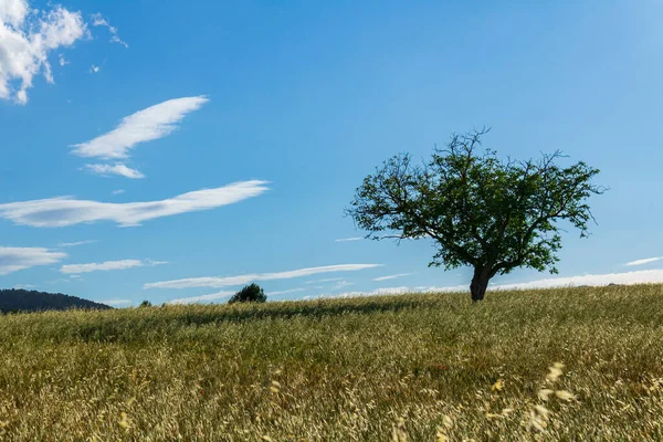 Πεδίο Σιταριού Ένα Δέντρο Μια Ηλιόλουστη Μέρα Μπλε Ουρανό Και — Φωτογραφία Αρχείου
