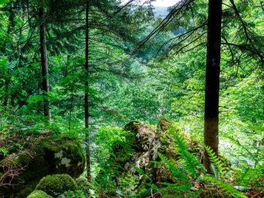 Yeşil orman Krasnodar toprakları üzerinden akan şelale