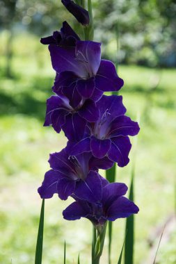 Glayöl güzel çiçekler