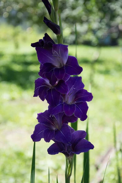 Gladiolus belles fleurs — Photo