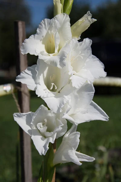 Gladiolus beautiful flowers — Stock Photo, Image