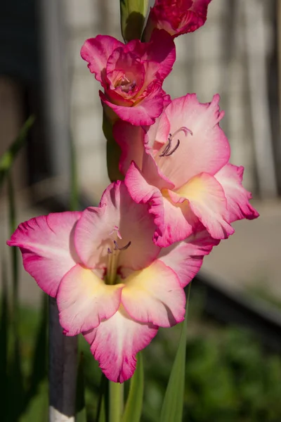 Gladiolus gyönyörű virágok — Stock Fotó