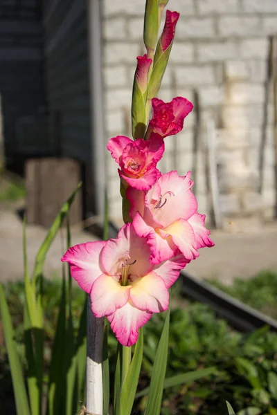 Gladiolus gyönyörű virágok — Stock Fotó