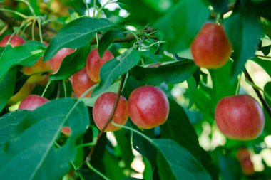 elma ağaç üzerinde asılı olan