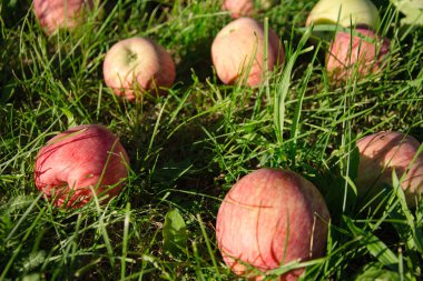 çimenlerin üzerinde dağınık elma