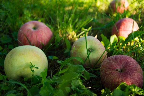 Spridda äpplen på gräset — Stockfoto