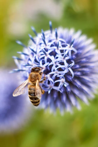 insects on flowers in summer day