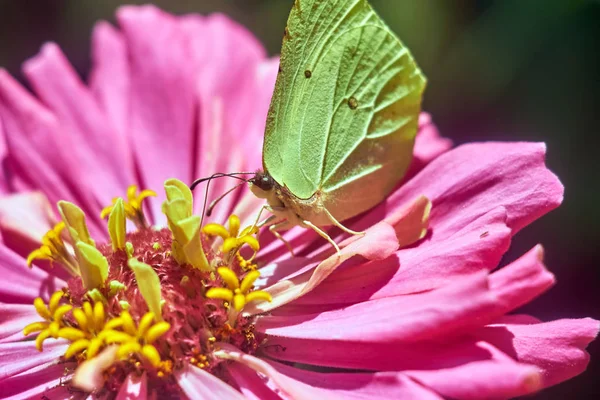 insects on flowers in summer day