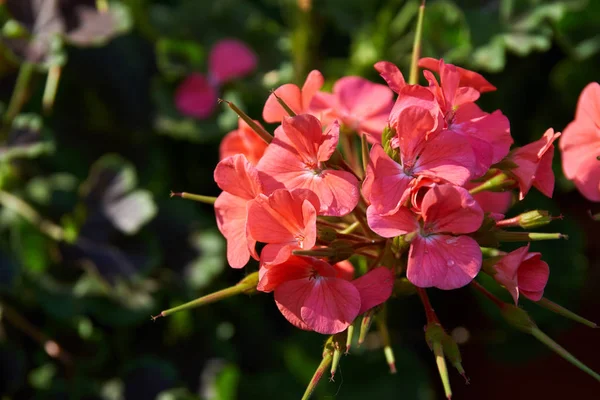 summer flowers in the garden