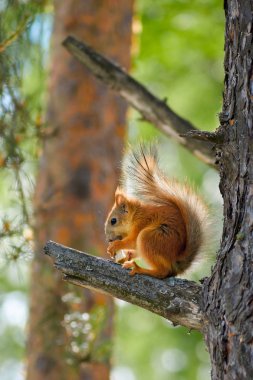 sammer gün ağaç üzerinde sincap
