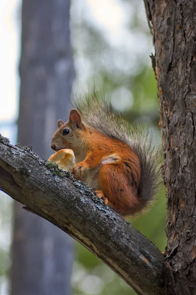 Eichhörnchen Auf Baum Freier Wildbahn — Stockfoto