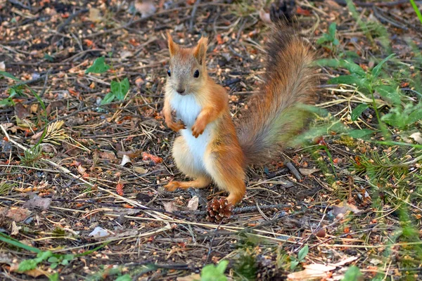 Ekorre Träd Vilt — Stockfoto